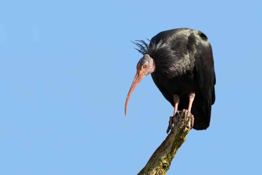 A black ibis perched on a branch.