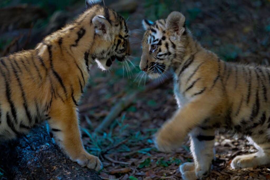 Two tiger cubs are playing in the forest.