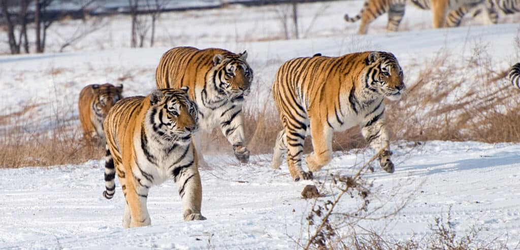 tiger Group, Snow.